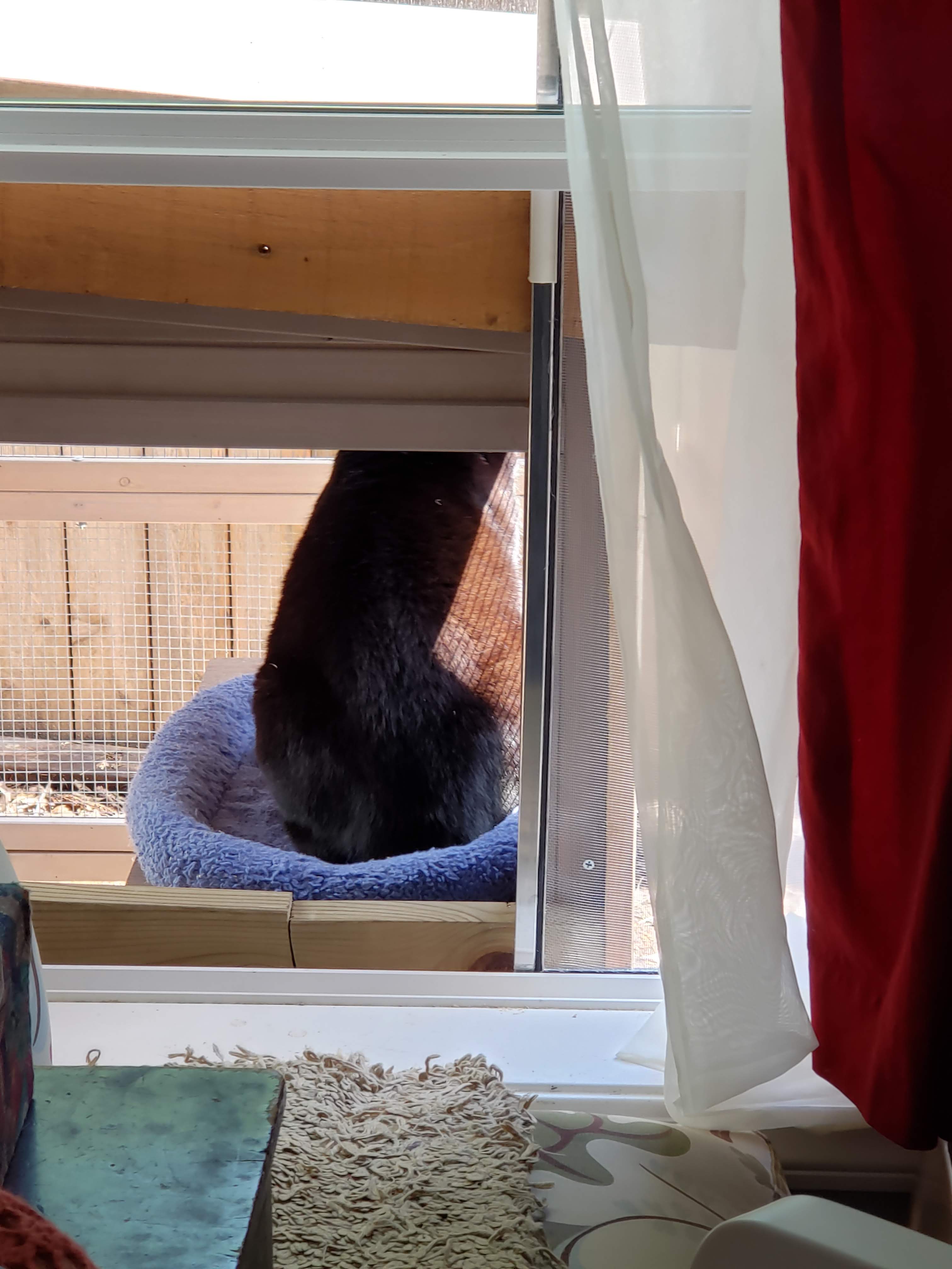 Picture of a window, a black cat sits on a blue cat bed that is located on a wooden perch just outside the window, contained within a screened in cage.